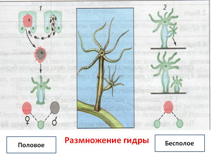 Кракен адрес даркнет