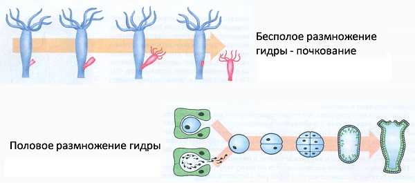 Что с кракеном сайт